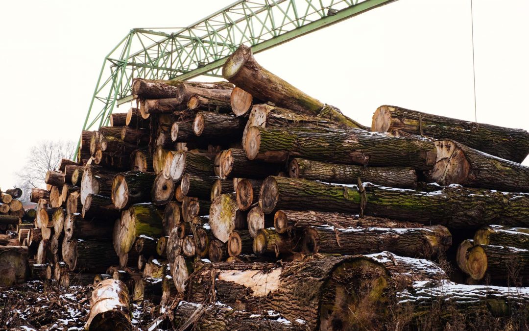 Vom Baum zur Palette, von Harsewinkel in die Welt