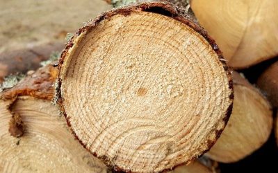 Situation auf dem Holzmarkt – Warum die Holzpackmittelindustrie mit stark steigenden Holzpreisen kämpft