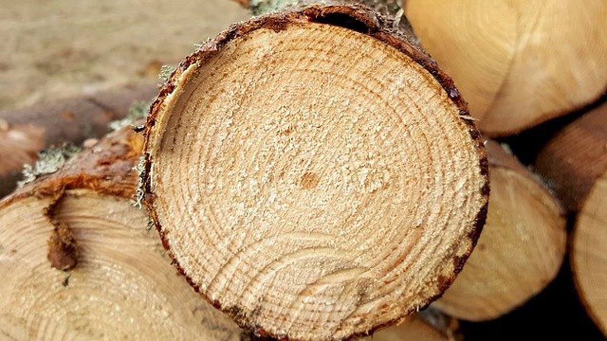 Situation auf dem Holzmarkt – Warum die Holzpackmittelindustrie mit stark steigenden Holzpreisen kämpft