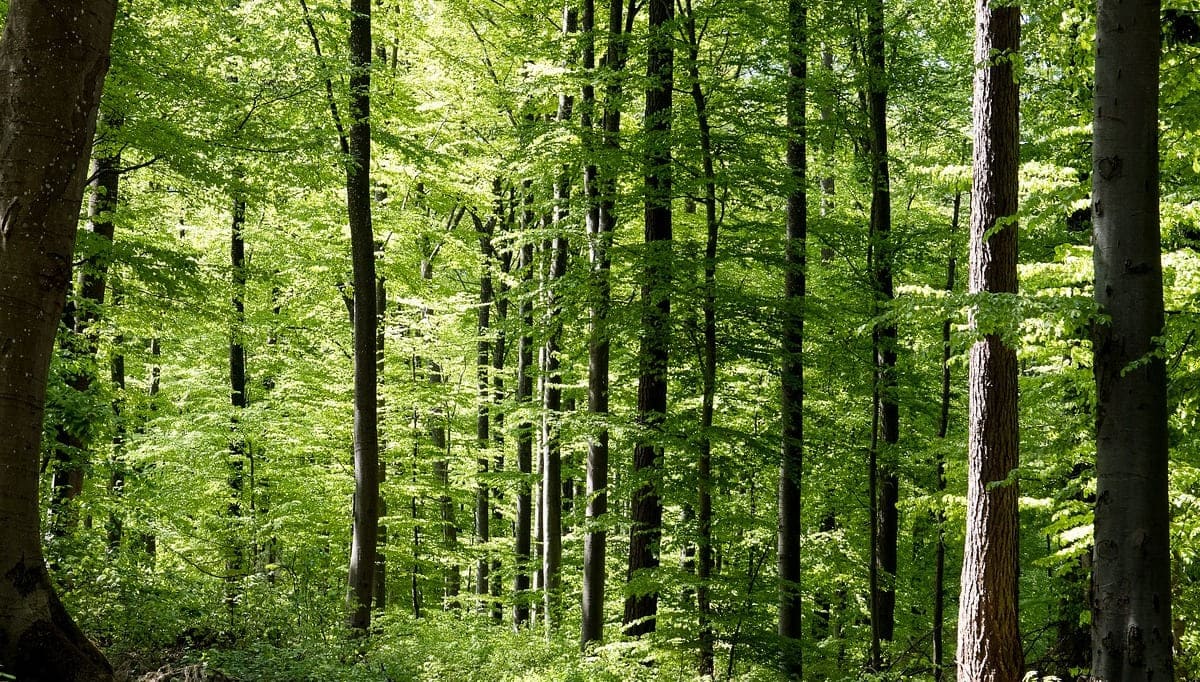 Angespannte Lage bei der Versorgung mit Rundholz Angespannte Lage bei der Versorgung mit Rundholz