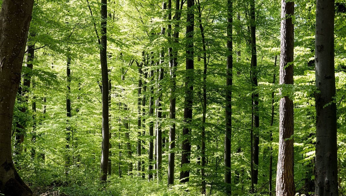 Angespannte Lage bei der Versorgung mit Rundholz