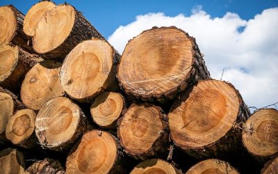 Auswirkungen des Krieges auf die deutsche Holzwirtschaft
