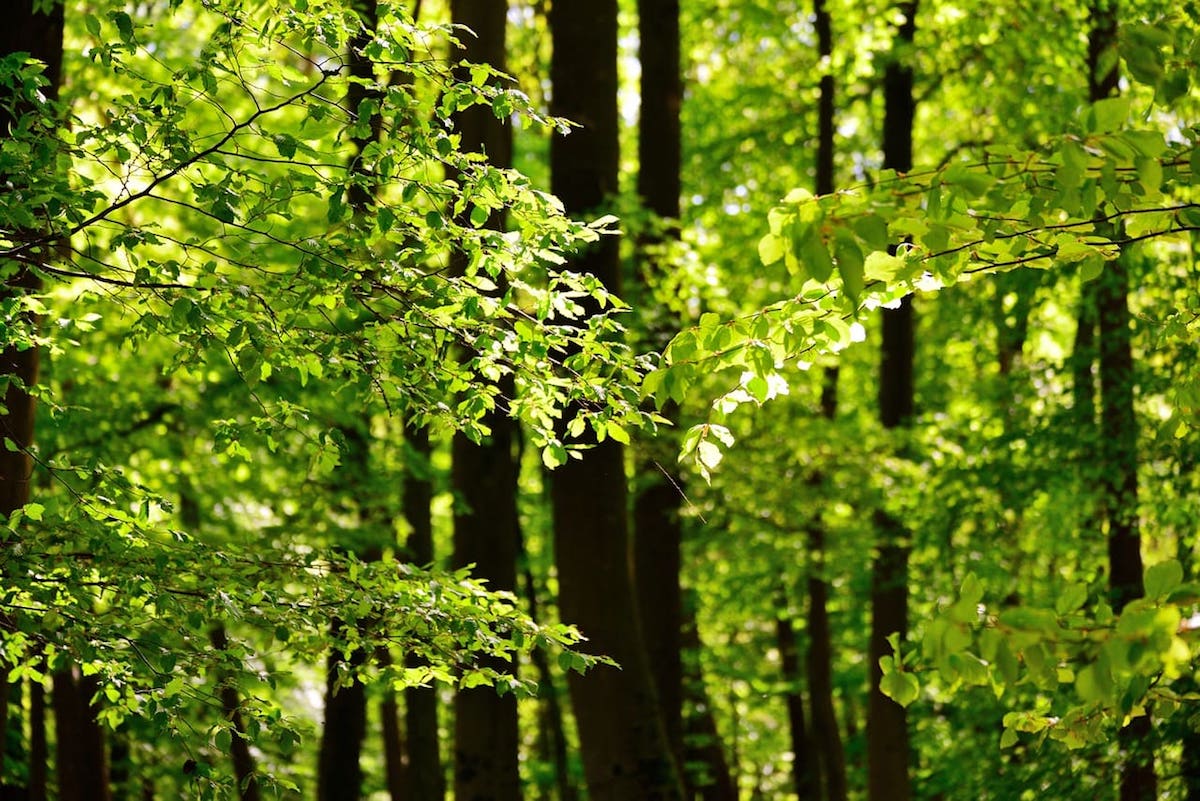 Warum der Klimaschutz von „Wald und Holz“ wichtig ist
