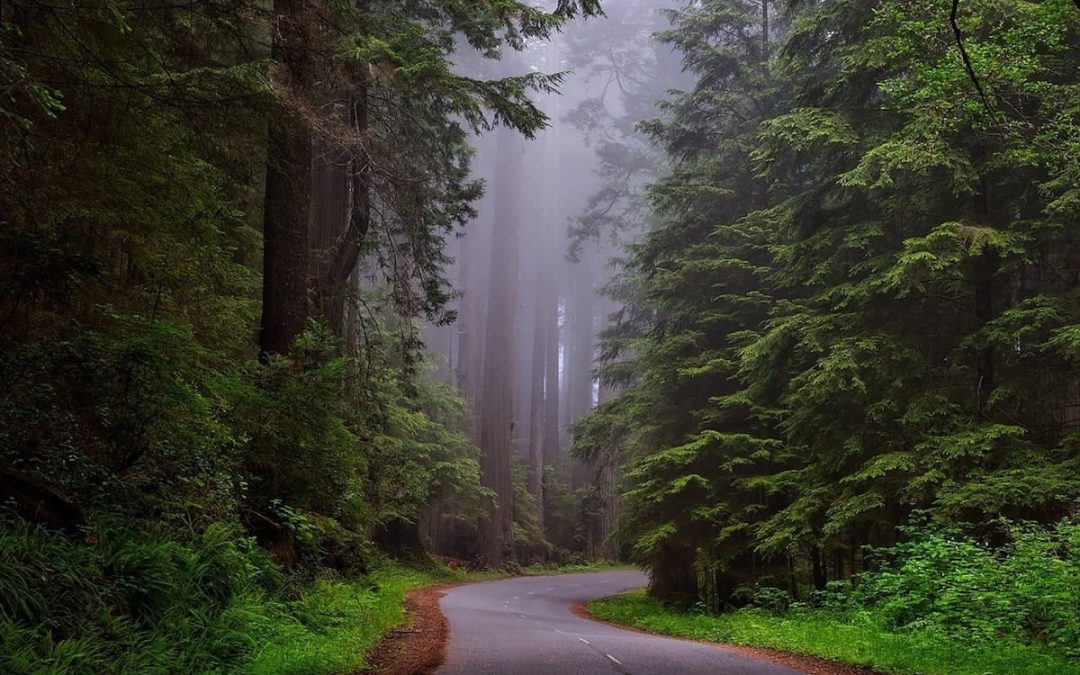 Holzwirtschaft und Klimaschutz der Wälder