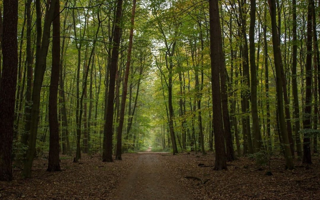 Klimaschutz und CO2-Speicherung im Wald